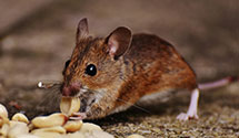 24 Hour & Emergency Exterminators in Rising Sun, IL
